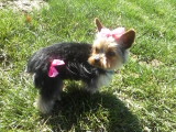 Yorkie after grooming