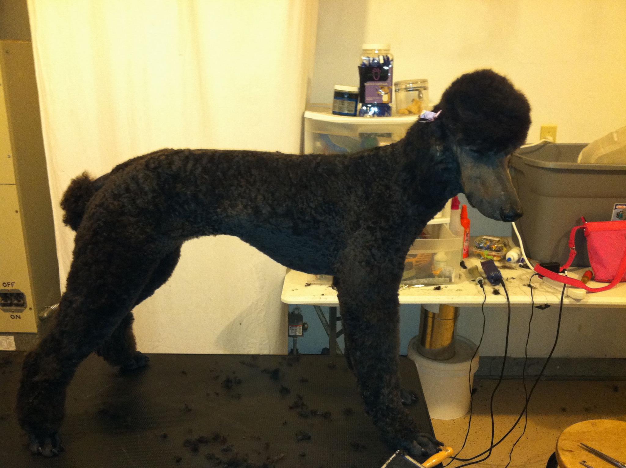 after grooming