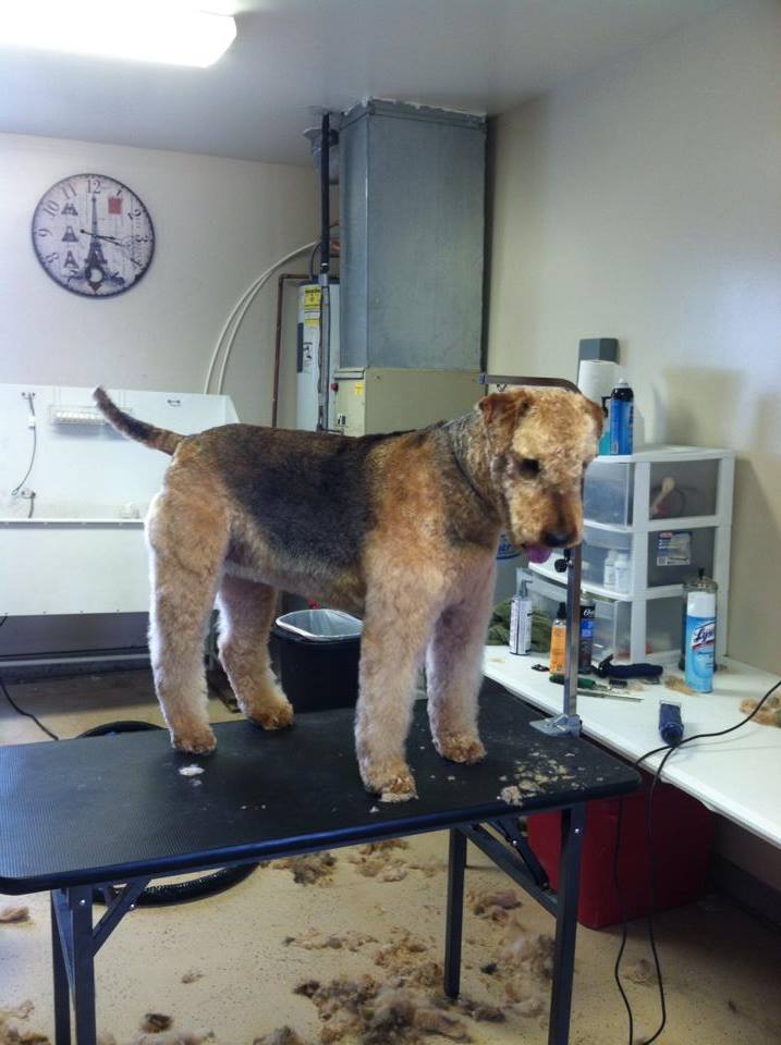 after grooming