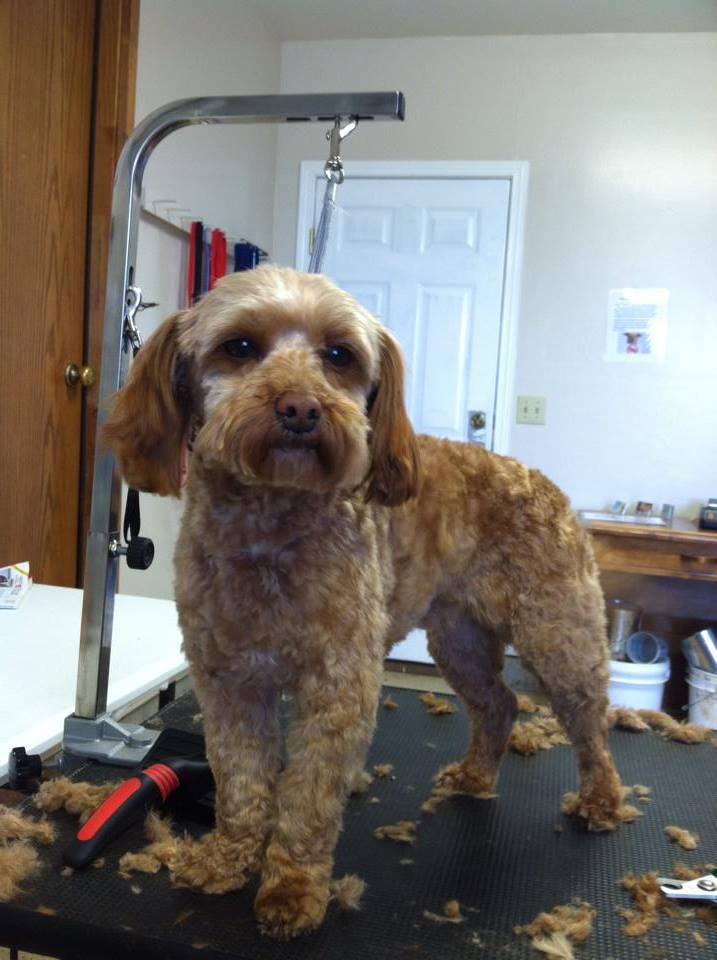 after grooming