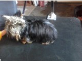 Yorkie before grooming