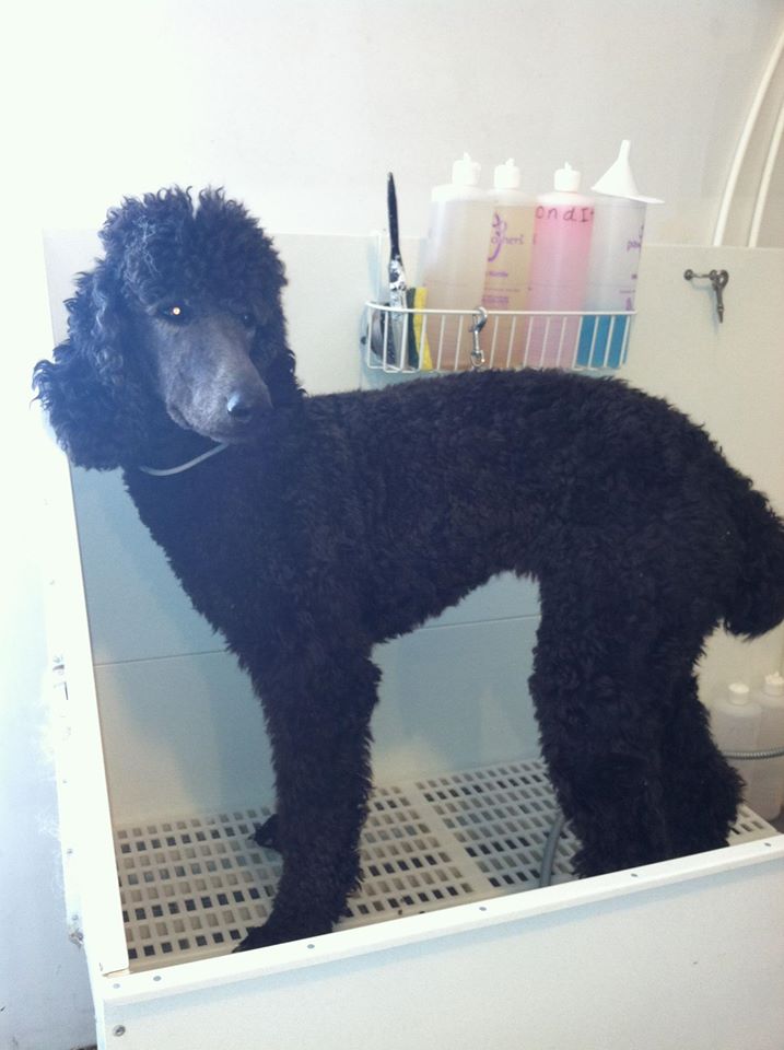 before grooming