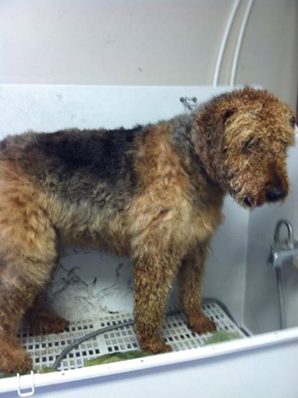 before grooming