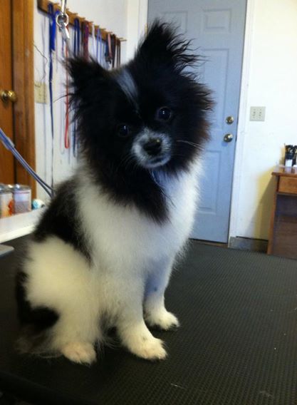 before grooming