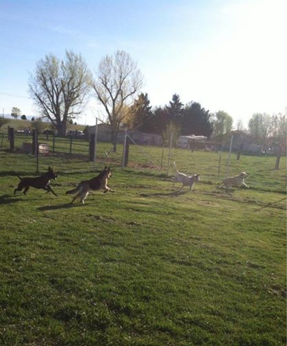 Grass run