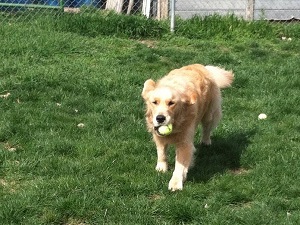 Grass run