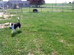 Grass run