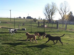 Grass run