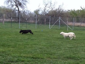 Grass run