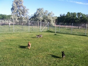Grass run