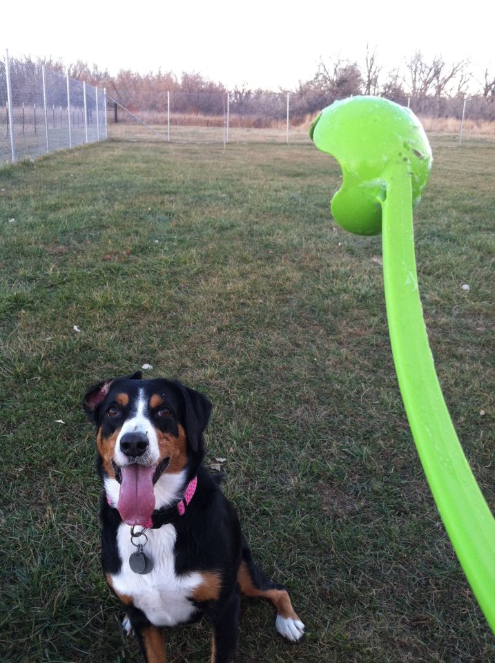 Grass run